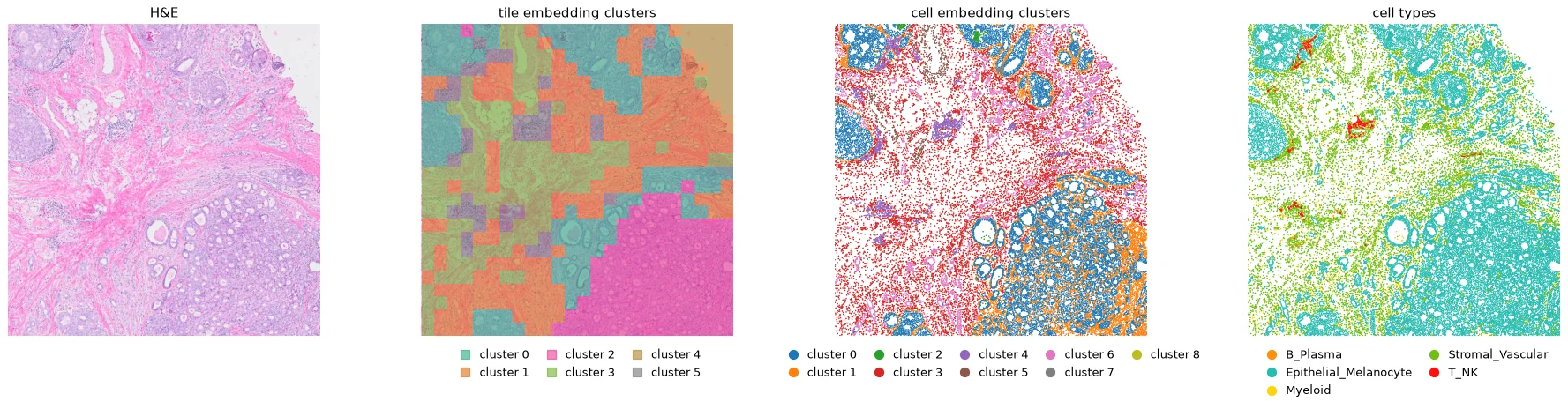 One H&E region with tile embedding clusters, cell embedding clusters, and predicted cell types