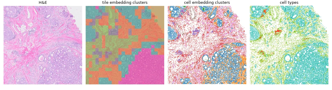 One region of an H&E slide, with its tile embedding clusters, its cell embedding clusters and its cell types