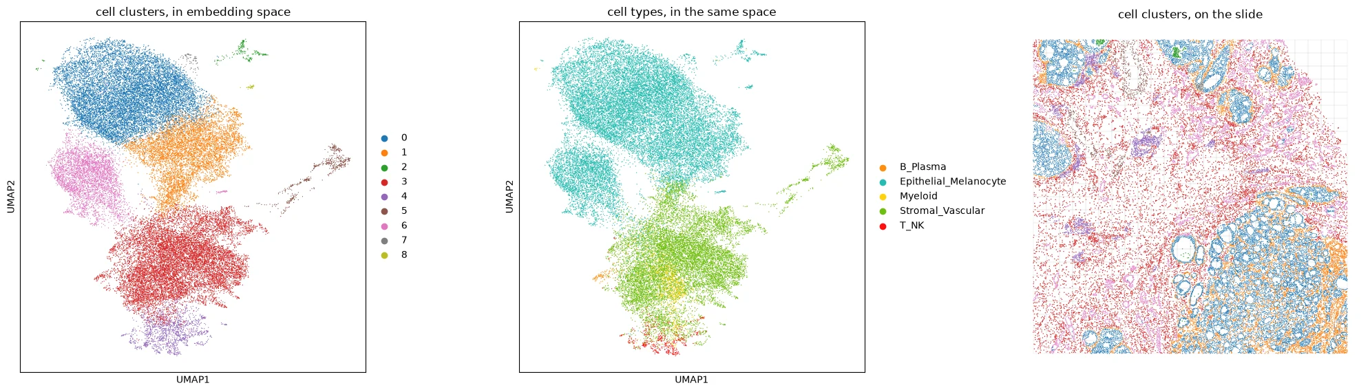 Cell embedding clusters and cell types in the UMAP of the pre-projection cell embeddings, with cell clusters mapped onto the slide