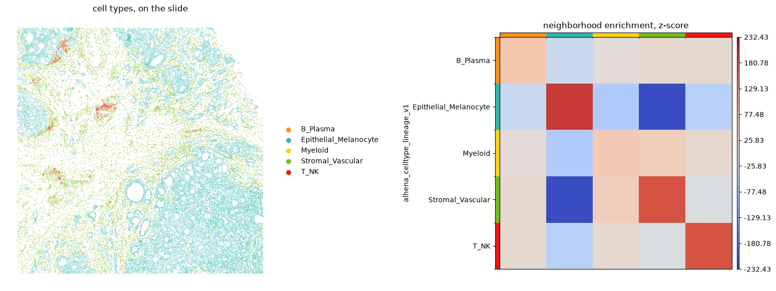 Cell types on the slide, and their neighborhood enrichment